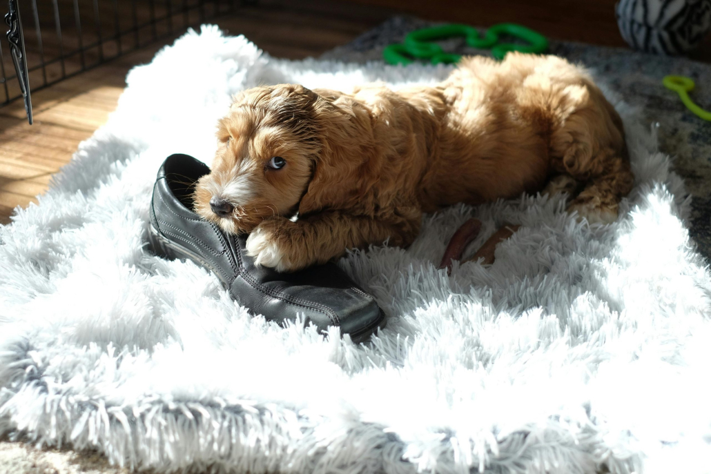 puppy chewing on shoe