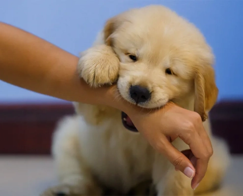 stop biting puppies