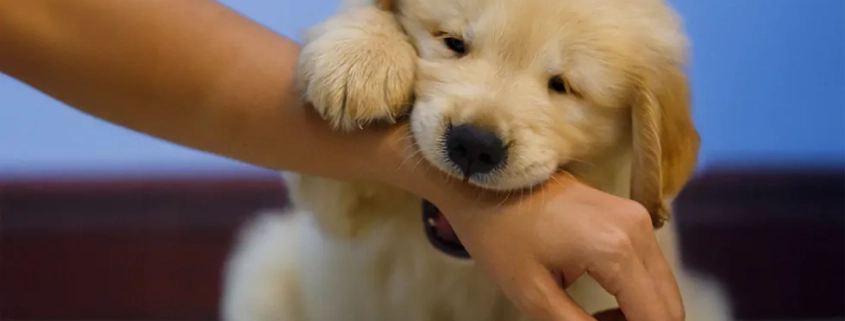 stop biting puppies