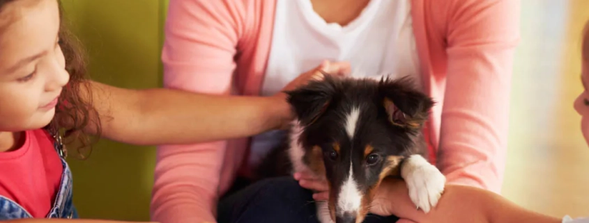 Early Puppy Socialisation