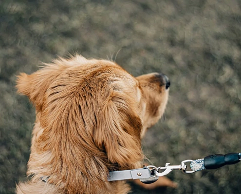 dogs pulling leads