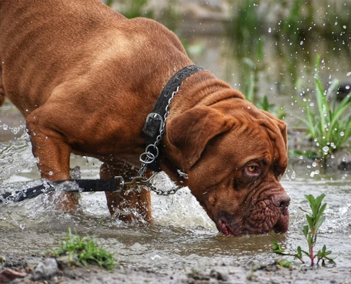 leptospirosis risk pets