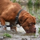 leptospirosis risk pets