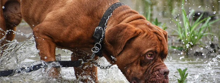 leptospirosis risk pets